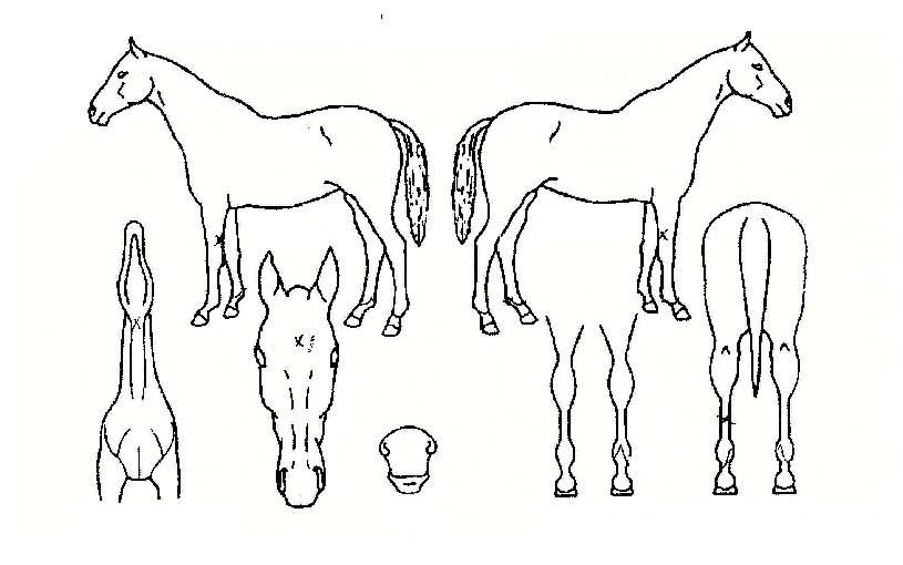 ¿ì½ÂÅÍÄ¡ÀÇ Ãø¸é,¿ì¸é,µÞ¸é,µÎ»ó,´Ù¸®ÀÇ Æ¯Â¡µµÇØ