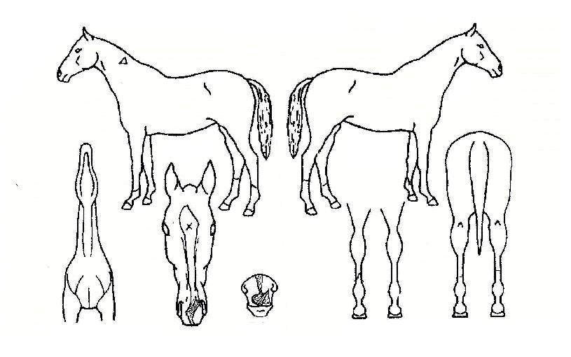 �±س����� ����,���,�޸�,�λ�,�ٸ��� Ư¡����