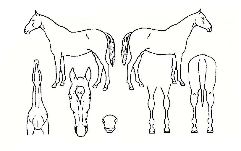 ���ϵ����� ����,���,�޸�,�λ�,�ٸ��� Ư¡����