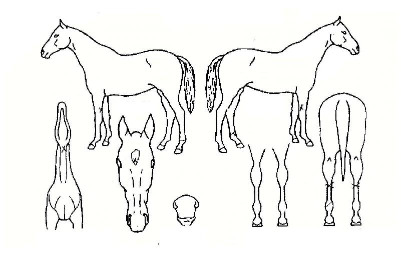 ´ÏÄÝÀ©ÀúÀÇ Ãø¸é,¿ì¸é,µÞ¸é,µÎ»ó,´Ù¸®ÀÇ Æ¯Â¡µµÇØ