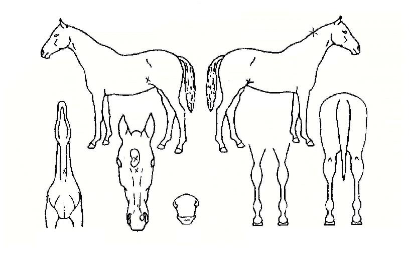 ½ÎÀÌŬ·ÐÀÇ Ãø¸é,¿ì¸é,µÞ¸é,µÎ»ó,´Ù¸®ÀÇ Æ¯Â¡µµÇØ