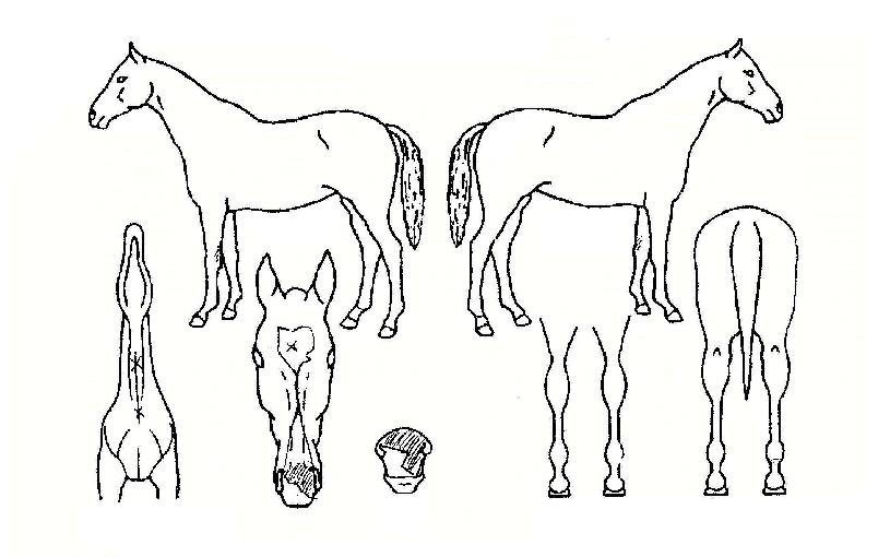 ī������ ����,���,�޸�,�λ�,�ٸ��� Ư¡����