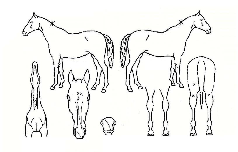 ������������ ����,���,�޸�,�λ�,�ٸ��� Ư¡����