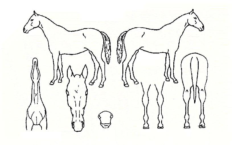 ÇÇÄÉÀ̱º´ÜÀÇ Ãø¸é,¿ì¸é,µÞ¸é,µÎ»ó,´Ù¸®ÀÇ Æ¯Â¡µµÇØ