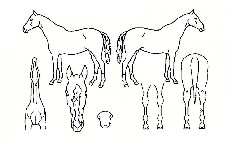 ¹ÖÅ©ÀÇ Ãø¸é,¿ì¸é,µÞ¸é,µÎ»ó,´Ù¸®ÀÇ Æ¯Â¡µµÇØ