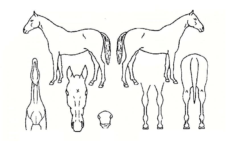 õ����Ʈ�� ����,���,�޸�,�λ�,�ٸ��� Ư¡����