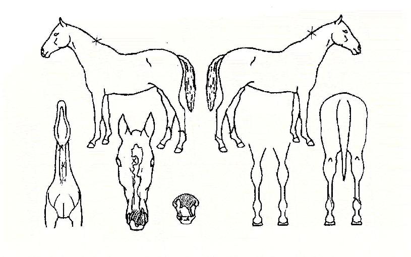 �ð����Ѿ�� ����,���,�޸�,�λ�,�ٸ��� Ư¡����