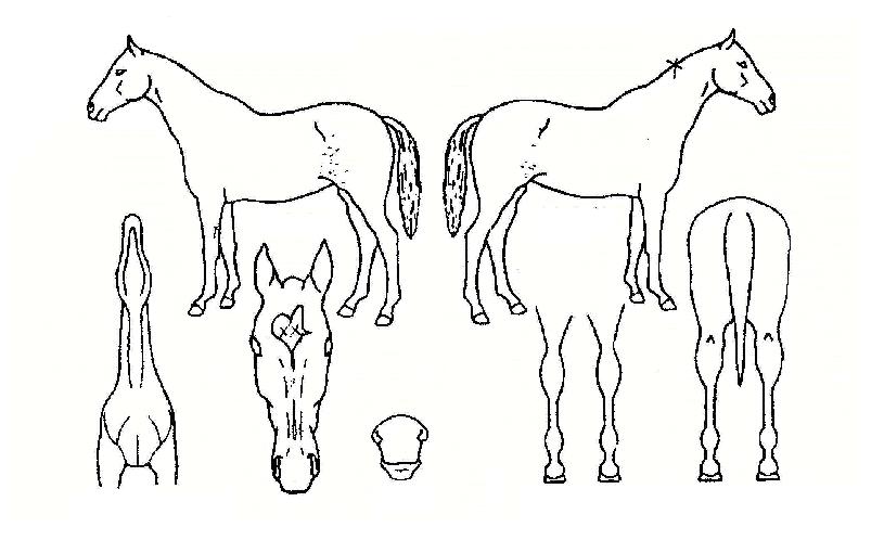 ��罺���� ����,���,�޸�,�λ�,�ٸ��� Ư¡����