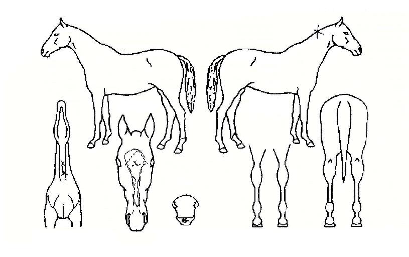 ºûó·³ÀÇ Ãø¸é,¿ì¸é,µÞ¸é,µÎ»ó,´Ù¸®ÀÇ Æ¯Â¡µµÇØ