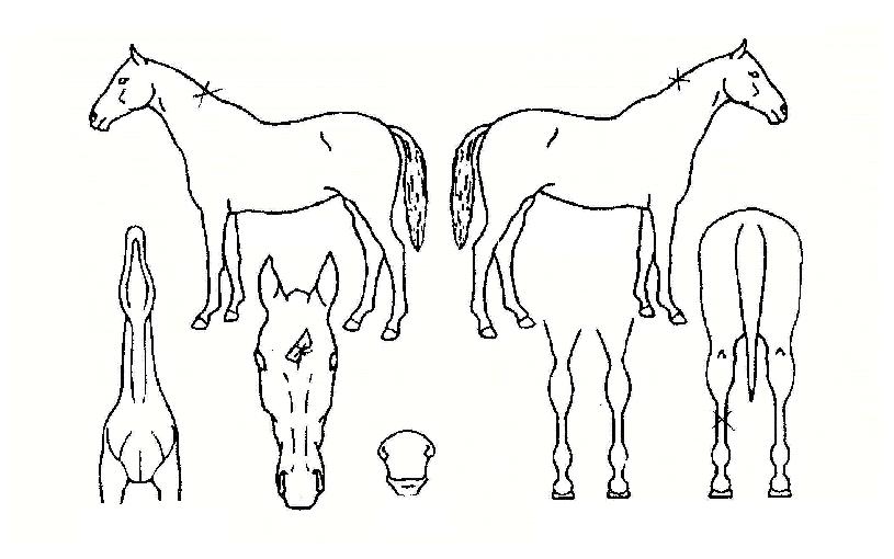 �����屺�� ����,���,�޸�,�λ�,�ٸ��� Ư¡����