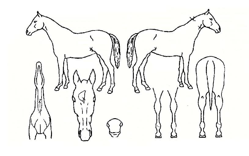 ���̵��� ����,���,�޸�,�λ�,�ٸ��� Ư¡����