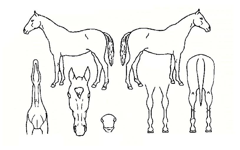 ���ּ��� ����,���,�޸�,�λ�,�ٸ��� Ư¡����