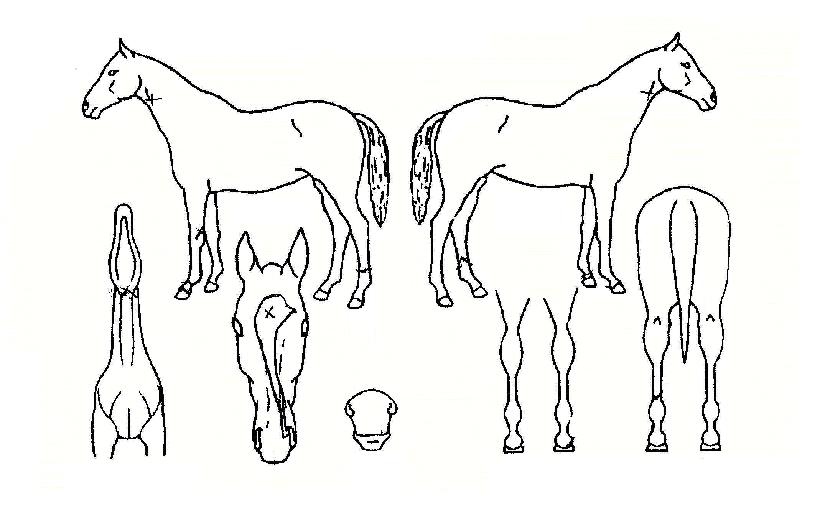 ºñ³Ê½º¿£Á©ÀÇ Ãø¸é,¿ì¸é,µÞ¸é,µÎ»ó,´Ù¸®ÀÇ Æ¯Â¡µµÇØ