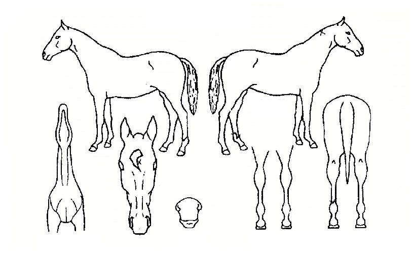 ��¸����� ����,���,�޸�,�λ�,�ٸ��� Ư¡����