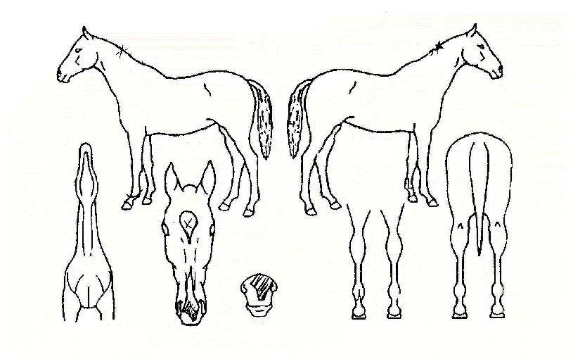 ������ ����,���,�޸�,�λ�,�ٸ��� Ư¡����