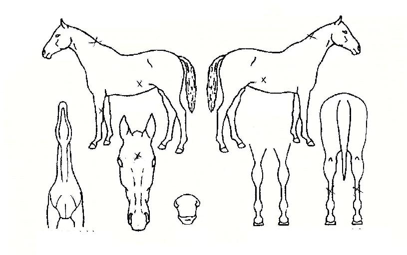 »ï´öÀÚ¸¶ÀÇ Ãø¸é,¿ì¸é,µÞ¸é,µÎ»ó,´Ù¸®ÀÇ Æ¯Â¡µµÇØ