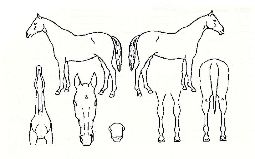 ºÒ²É¿äÁ¤ÀÇ Ãø¸é,¿ì¸é,µÞ¸é,µÎ»ó,´Ù¸®ÀÇ Æ¯Â¡µµÇØ