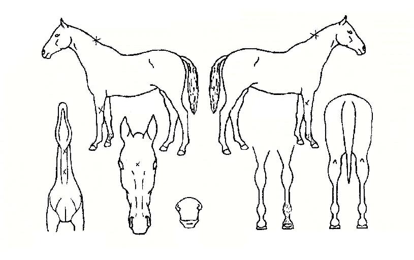 ºê¸®ÇÁµå¸²ÀÇ Ãø¸é,¿ì¸é,µÞ¸é,µÎ»ó,´Ù¸®ÀÇ Æ¯Â¡µµÇØ