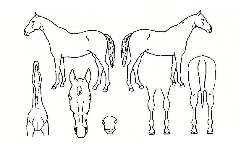 �������ڸ��� ����,���,�޸�,�λ�,�ٸ��� Ư¡����