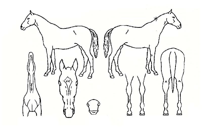 īī�ް��� ����,���,�޸�,�λ�,�ٸ��� Ư¡����