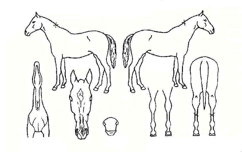 ���ѵ����� ����,���,�޸�,�λ�,�ٸ��� Ư¡����