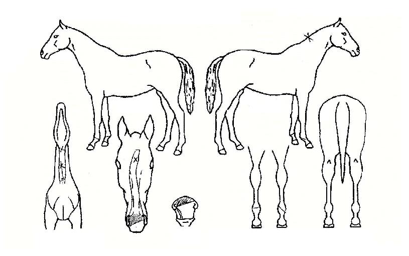 Ȧ�����³��� ����,���,�޸�,�λ�,�ٸ��� Ư¡����