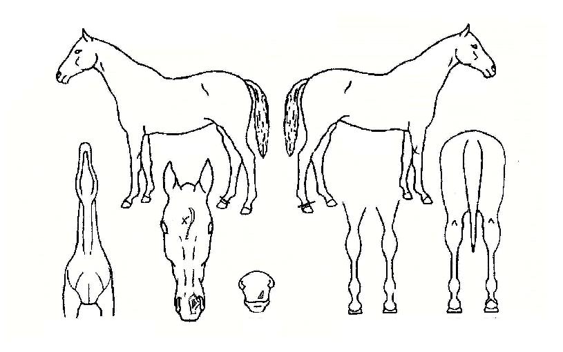 ´ëÇÑÈ£°ÉÀÇ Ãø¸é,¿ì¸é,µÞ¸é,µÎ»ó,´Ù¸®ÀÇ Æ¯Â¡µµÇØ