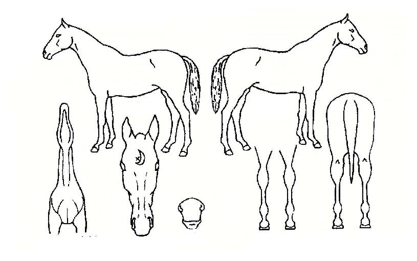 ������� ����,���,�޸�,�λ�,�ٸ��� Ư¡����