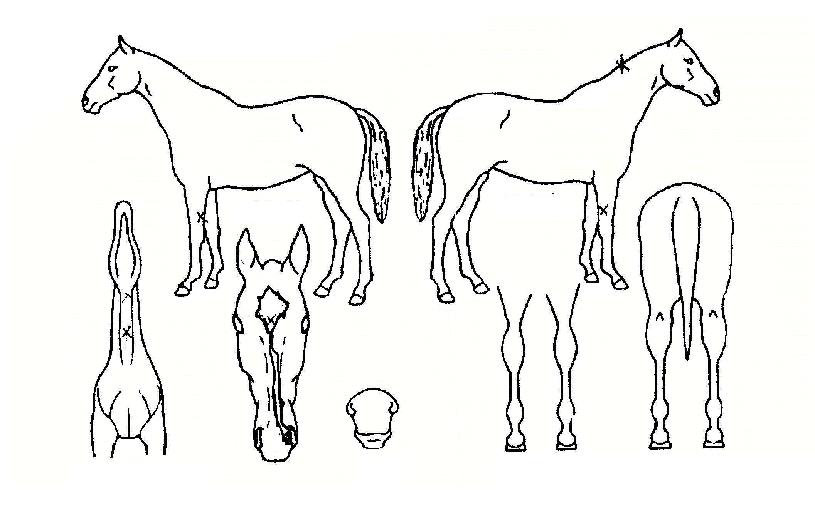 �뼺������ ����,���,�޸�,�λ�,�ٸ��� Ư¡����