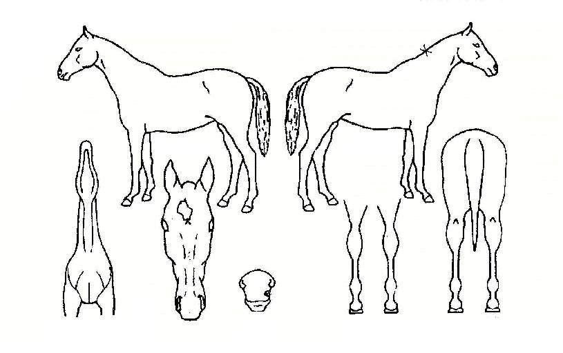 »þÀ̴׸®¹ö½ºÀÇ Ãø¸é,¿ì¸é,µÞ¸é,µÎ»ó,´Ù¸®ÀÇ Æ¯Â¡µµÇØ