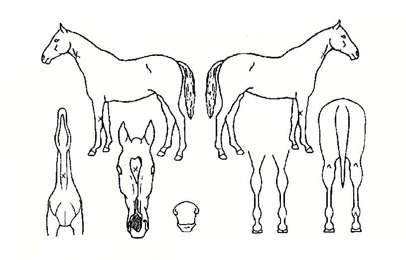 ������ ����,���,�޸�,�λ�,�ٸ��� Ư¡����