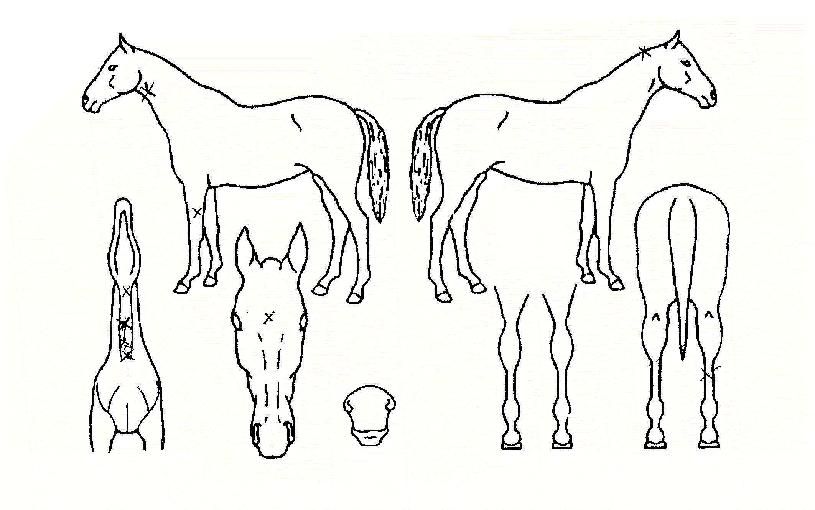 ´ë¼ºÃµÇÏÀÇ Ãø¸é,¿ì¸é,µÞ¸é,µÎ»ó,´Ù¸®ÀÇ Æ¯Â¡µµÇØ