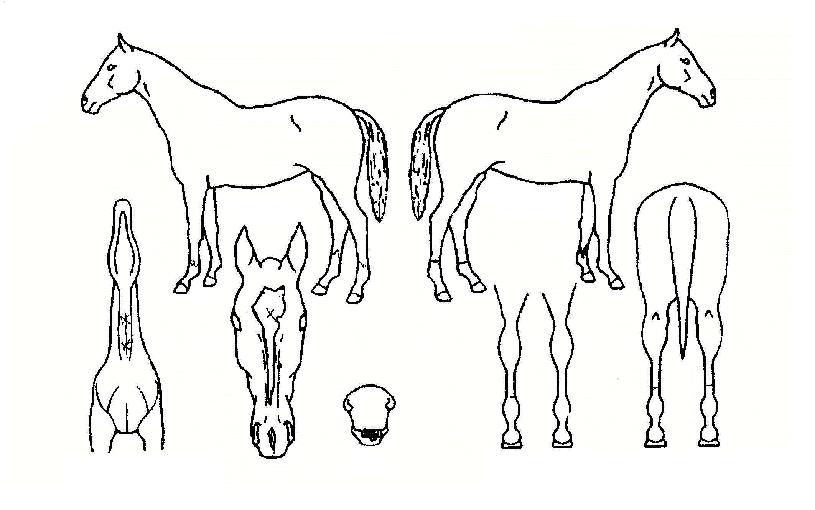 ÆÄ¿öÀÌÁîÄÀÇ Ãø¸é,¿ì¸é,µÞ¸é,µÎ»ó,´Ù¸®ÀÇ Æ¯Â¡µµÇØ