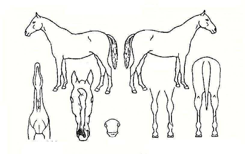 ��Ʈ���� ����,���,�޸�,�λ�,�ٸ��� Ư¡����