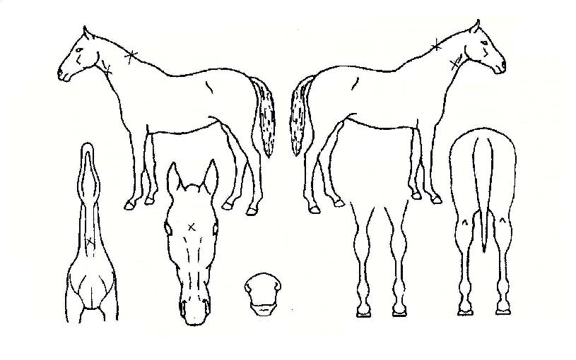 �뼺��ȣ�� ����,���,�޸�,�λ�,�ٸ��� Ư¡����