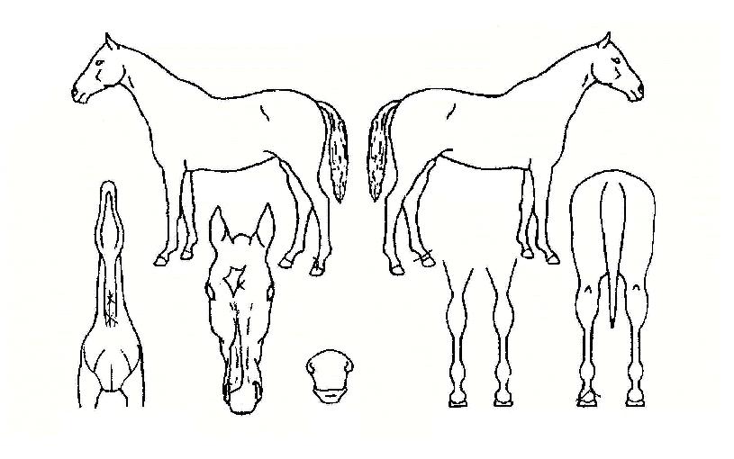 »õ³²´ë·ÎÀÇ Ãø¸é,¿ì¸é,µÞ¸é,µÎ»ó,´Ù¸®ÀÇ Æ¯Â¡µµÇØ