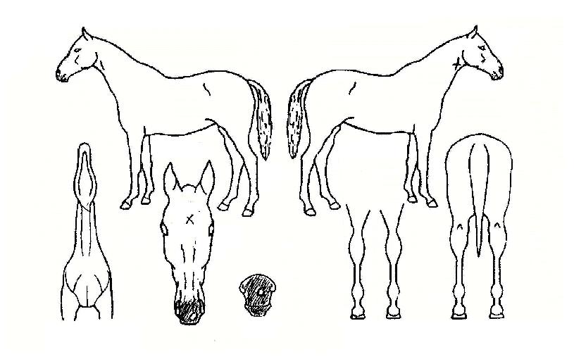 ÇϾá¹Ù¶÷ÀÇ Ãø¸é,¿ì¸é,µÞ¸é,µÎ»ó,´Ù¸®ÀÇ Æ¯Â¡µµÇØ