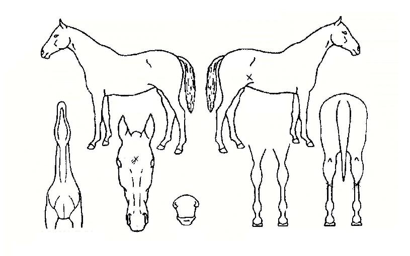 ¼öȣõ»çÀÇ Ãø¸é,¿ì¸é,µÞ¸é,µÎ»ó,´Ù¸®ÀÇ Æ¯Â¡µµÇØ