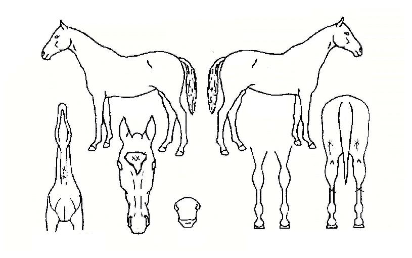 ¿Í¿ìÀÇ Ãø¸é,¿ì¸é,µÞ¸é,µÎ»ó,´Ù¸®ÀÇ Æ¯Â¡µµÇØ