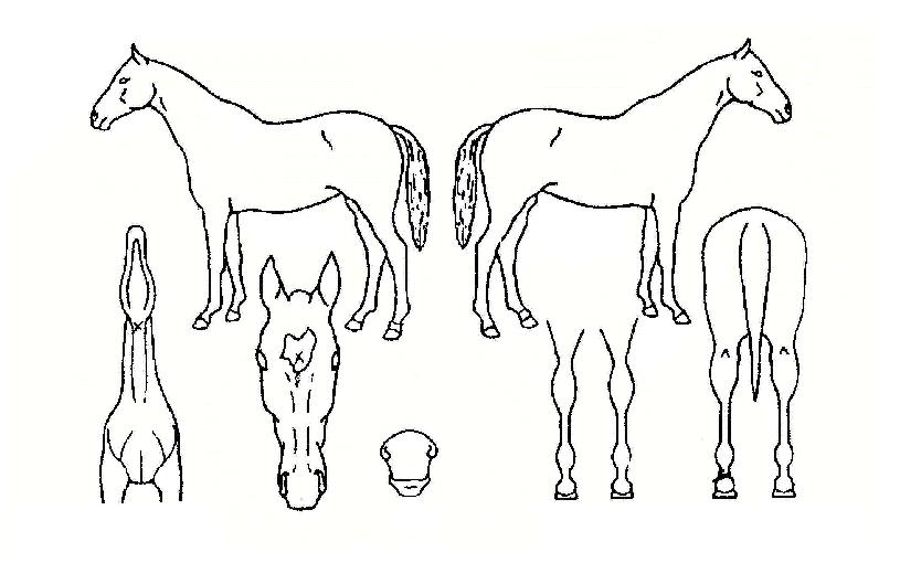 ¼ºÁֻ꼺ÀÇ Ãø¸é,¿ì¸é,µÞ¸é,µÎ»ó,´Ù¸®ÀÇ Æ¯Â¡µµÇØ