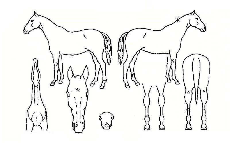 ���Ǵ����� ����,���,�޸�,�λ�,�ٸ��� Ư¡����