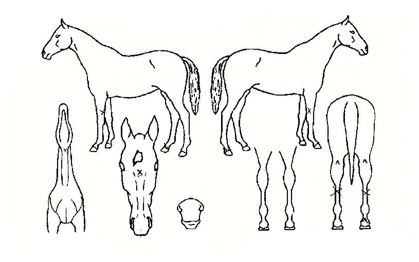 Àü¸ÅƯÇãÀÇ Ãø¸é,¿ì¸é,µÞ¸é,µÎ»ó,´Ù¸®ÀÇ Æ¯Â¡µµÇØ