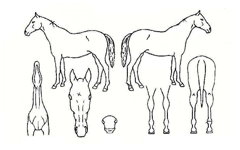 ���������� ����,���,�޸�,�λ�,�ٸ��� Ư¡����