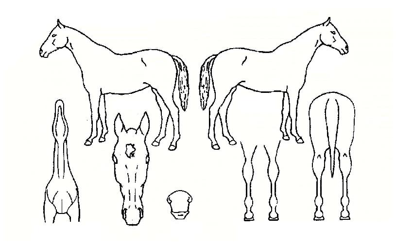 ¸¶ÀÌÆ¼Æ÷¿¡¹öÀÇ Ãø¸é,¿ì¸é,µÞ¸é,µÎ»ó,´Ù¸®ÀÇ Æ¯Â¡µµÇØ