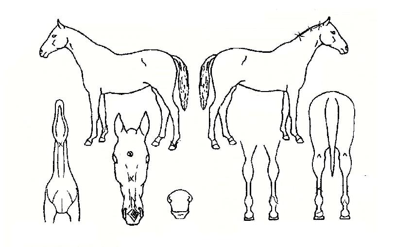 ����ĭ�� ����,���,�޸�,�λ�,�ٸ��� Ư¡����