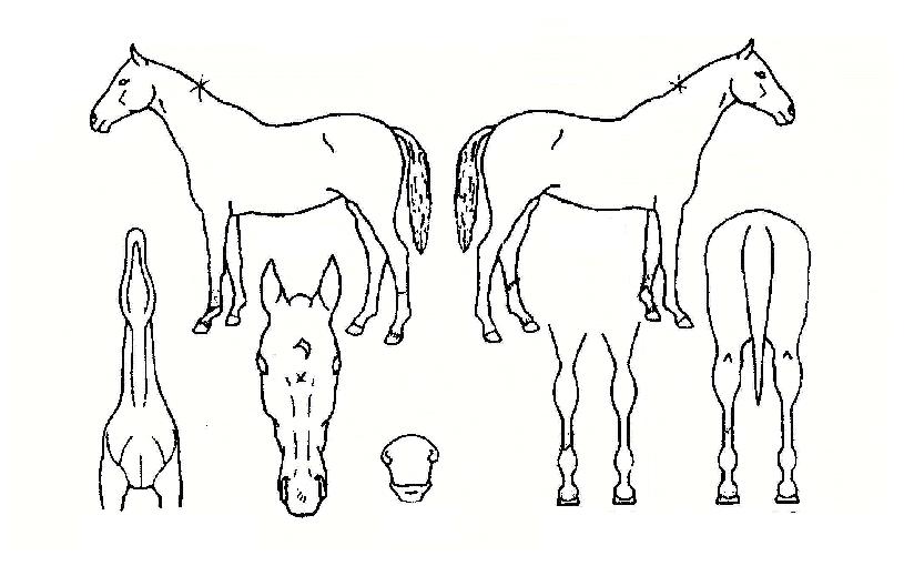 ���ѿ����� ����,���,�޸�,�λ�,�ٸ��� Ư¡����