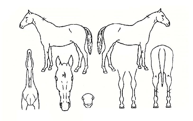 ÇѰ¡À§ÀÇ Ãø¸é,¿ì¸é,µÞ¸é,µÎ»ó,´Ù¸®ÀÇ Æ¯Â¡µµÇØ