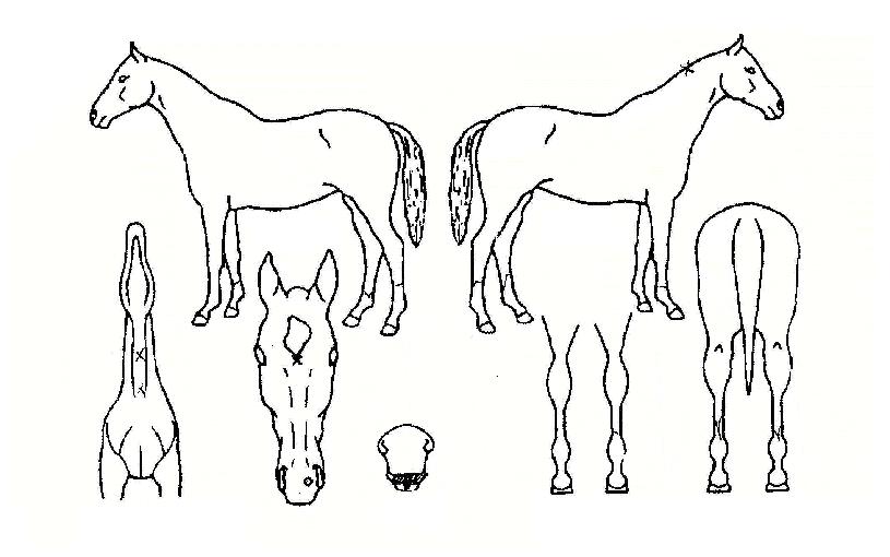 �ٸ����� ����,���,�޸�,�λ�,�ٸ��� Ư¡����