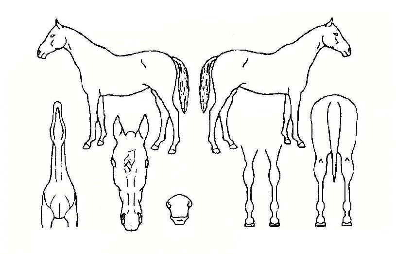 �׸��������� ����,���,�޸�,�λ�,�ٸ��� Ư¡����