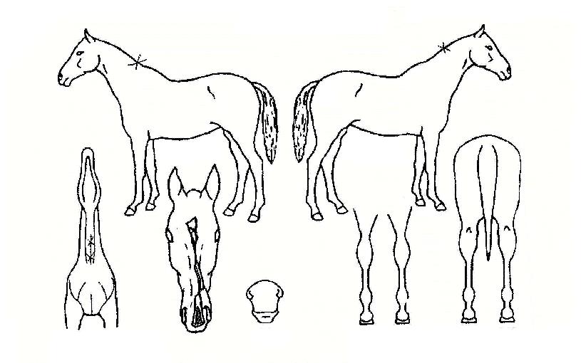 �ձ��� ����,���,�޸�,�λ�,�ٸ��� Ư¡����